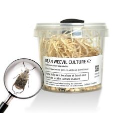 Bean weevil culture for sale  DRONFIELD