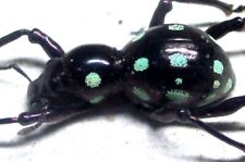 M004 MI : Pachyrrhynchus erichsoni ssp.? 10.5mm A-, used for sale  Shipping to South Africa