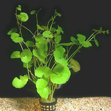 Hydrocotyle leucocephala plant d'occasion  Tergnier