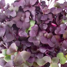 Purple radish microgreen for sale  Minneapolis