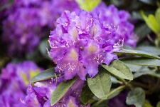 Rhododendron effner alpenrose gebraucht kaufen  Westerstede