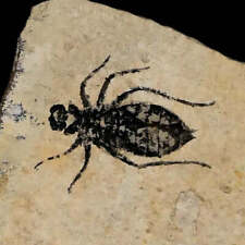 Larvas de libélula fóssil 0,8" placa Libélula Doris Mioceno Superior Piemonte Itália comprar usado  Enviando para Brazil