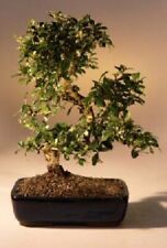 Fukien tea bonsai for sale  Patchogue