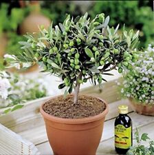 Small olive tree for sale  DEREHAM