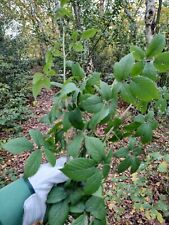 Bramble cuttings fresh for sale  TELFORD