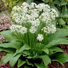 Ramsons wild garlic for sale  READING