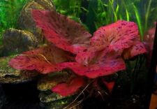 Nymphaea rubra red for sale  SCUNTHORPE