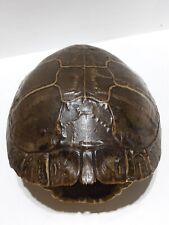 taxidermy tortoise for sale  Fountain Hills