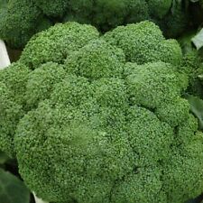 Kohl brokkoli broccoli gebraucht kaufen  Aulendorf