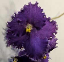 African violet dead for sale  Red Creek