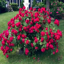 Japanese red rose for sale  Lincolnton