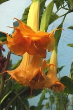 Brugmansia suaveolens orange d'occasion  Expédié en Belgium