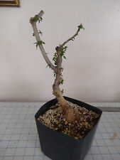 Rare elm relative for sale  Tucson