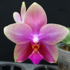 phalaenopsis for sale  Boca Raton
