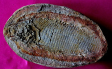 Joli poisson fossile d'occasion  La Roche-sur-Yon