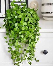 Peperomia Hanging Rotundifolia 'Trailing Jade' Easy Growing House Plant 7 cm pot for sale  SOUTHAMPTON