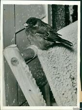 1940 sparrow caught for sale  Germantown