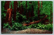 California muir woods for sale  Spencerport