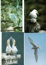 Postcards seabirds water for sale  MATLOCK