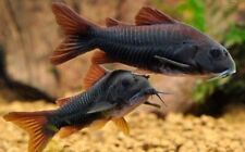 Black cory corydoras for sale  LONDON