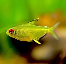 Lemon tetra tropical for sale  LONDON