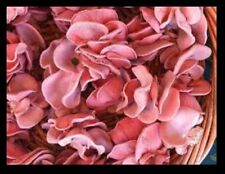 Dried pink oyster for sale  Pittsboro