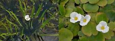 Frogbit hydrocharis morsus for sale  Shipping to Ireland