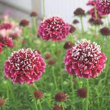 Scabious scabiosa columbaria for sale  Shipping to Ireland