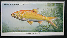 Golden orfe vintage for sale  DERBY