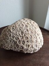 Brain coral for sale  ILMINSTER