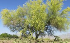 BLUE PALO VERDE,  PARKINSONIA FLORIDUM, 40 SEEDS, FRESH, 2023 SEASON for sale  Shipping to South Africa