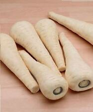 Vegetable parsnip gladiator for sale  WREXHAM