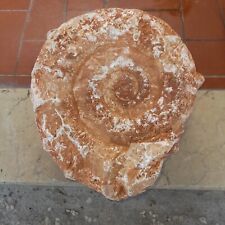 Fossili grande ammonite usato  Quistello
