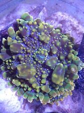 Ricordea yuma frag for sale  NORTHAMPTON