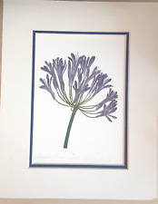 Agapanthus flower print for sale  Philadelphia