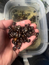 Ramshorn snails 100 for sale  Linden