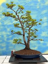 Joe bonsai solitär gebraucht kaufen  Spiesen-Elversberg