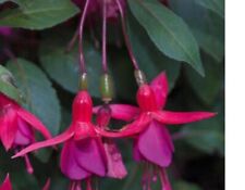 Fuchsia upright plug for sale  SWANLEY