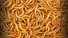 Live Mealworms - 50 - 10,000 - Large 3/4" - 1" - Reptile Food for sale  Visalia