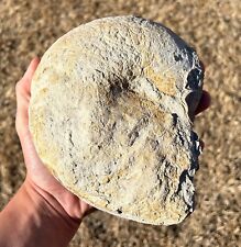 texas ammonites for sale  Coppell