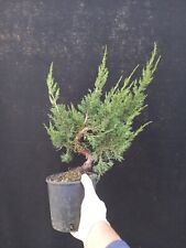 Pre bonsai juniperus usato  Montevarchi