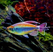 Congo tetra live for sale  LONDON