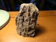 Plant fossil lepidodendron for sale  Leopold