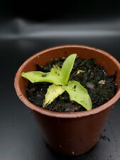 Pinguicula Grandiflora Native Hardy Carnivorous Plant in 5.5cm Pot. Peat Free!, used for sale  CLACTON-ON-SEA