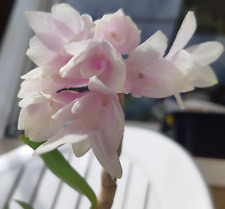 Dendrobium aphanochilum victor gebraucht kaufen  Rheinau