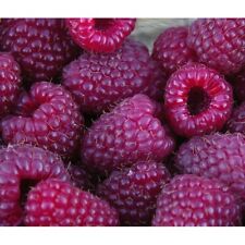 Raspberry plants royalty for sale  Staten Island