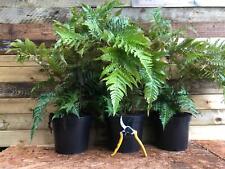 Hardy fern dryopteris for sale  KING'S LYNN