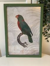 Vintage framed parrot for sale  BURY ST. EDMUNDS