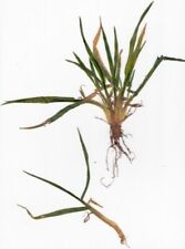 Herbarium getreide jungpflanze gebraucht kaufen  Giengen an der Brenz