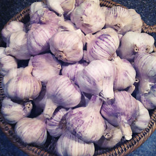 Organic purple italian for sale  Moriarty